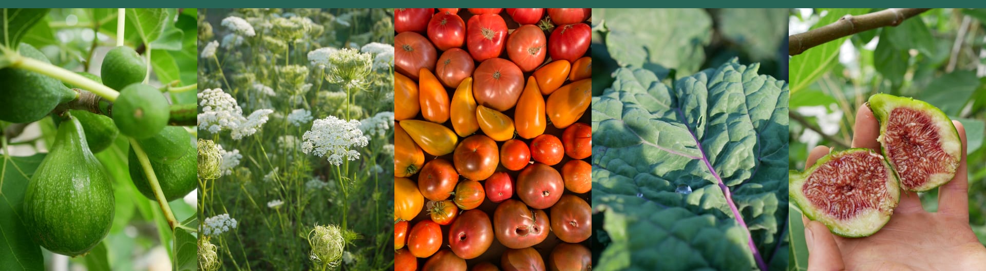 Organic fruits and vegetables: Figs, Calendula, Tomatoes, Cabbage, Figs in Half